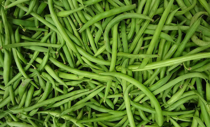 Bean-(Phaseolus-vulgaris)